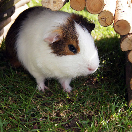 Wooden rodent bridge for small animals