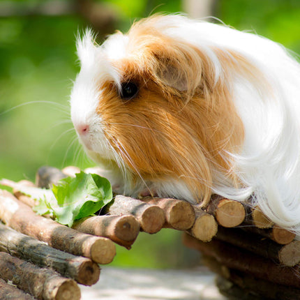 Wooden rodent bridge for small animals