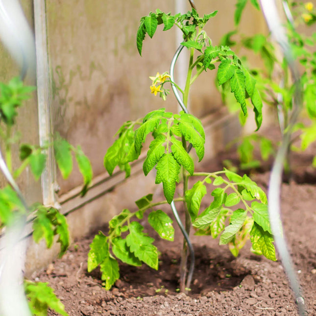 set of 10 spiral rods Tomatoes