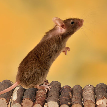 set of 2 wooden rodent bridges 2 sizes